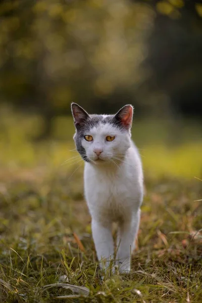 Selektivní Ostření Záběru Kočky Terénu — Stock fotografie