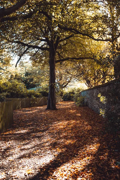 Krásný Výhled Podzimní Park Stromy Slunečného Dne — Stock fotografie