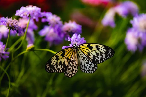 Macro Shot Yellow Butterfly Purple Flowers — Stock Photo, Image