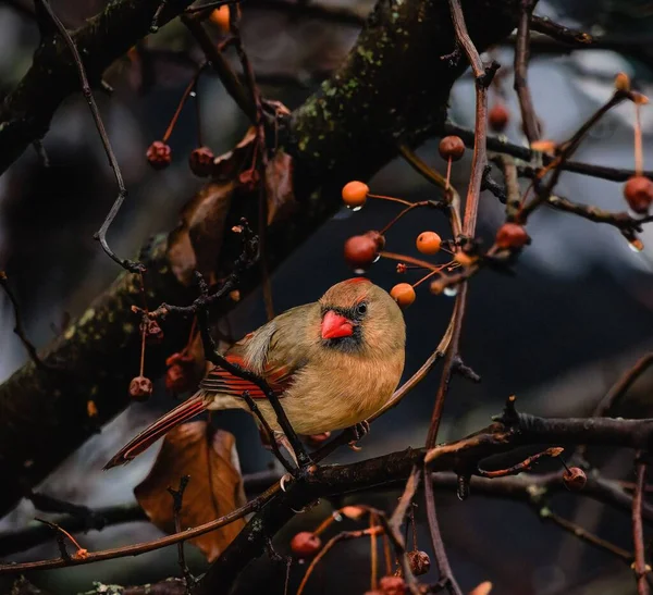 Primer Plano Pájaro Cardenal Rojo Posado Una Rama Árbol —  Fotos de Stock