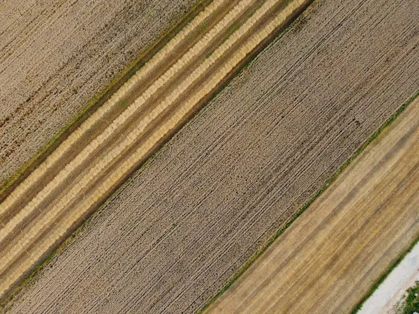 Eine Luftaufnahme Von Langen Maisfeldern Mit Gelben Linien — Stockfoto