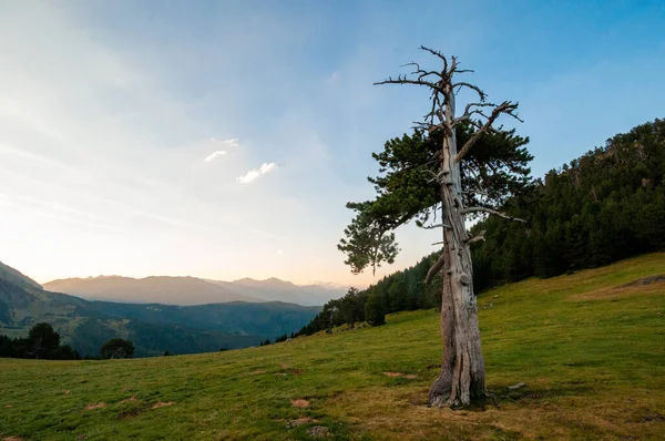 Morto Uma Árvore Viva Num Campo Inclinado Numa Montanha — Fotografia de Stock