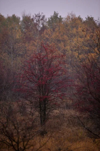 Une Prise Vue Sélective Aubépine Dans Forêt — Photo