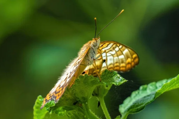 Eine Nahaufnahme Des Schmetterlings Auf Einem Blatt — Stockfoto