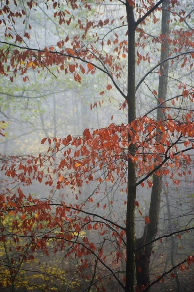 Eine Wunderschöne Landschaft Aus Herbstbäumen Einem Nebligen Wald — Stockfoto