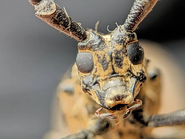 背景がぼやけている茶色のカブトムシの頭のクローズアップショット — ストック写真