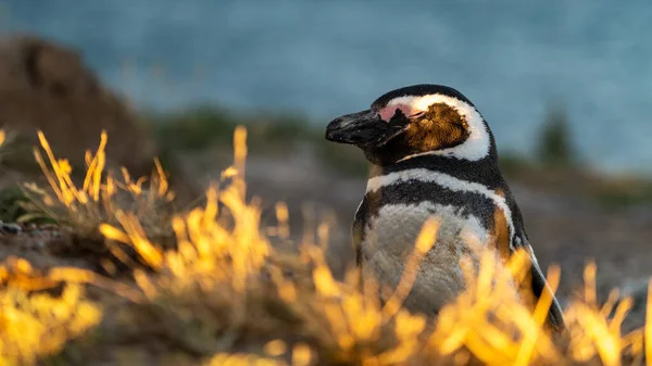 Närbild Humboldt Pingvin Med Glimmande Solljus Vid Strand — Stockfoto