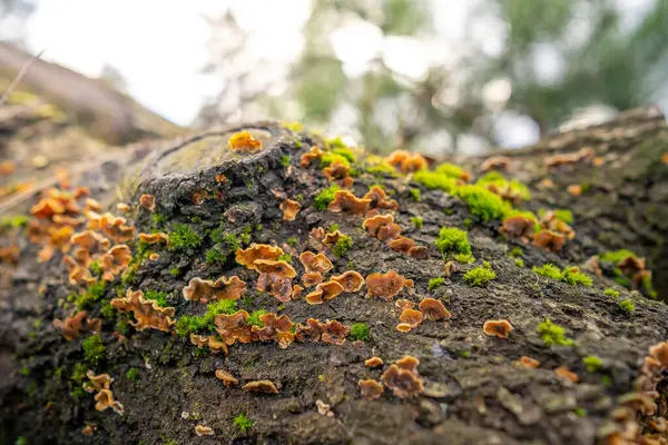 Close Cogumelos Que Crescem Madeira — Fotografia de Stock