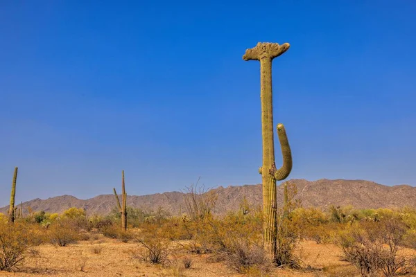 Crested Saguaro Cactus Southern Arizona — Stock Photo, Image