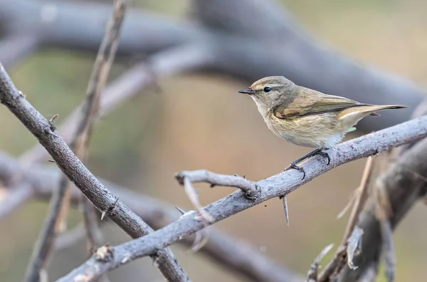 Een Chiffchaff Vogel Zittend Een Boom Tak — Stockfoto