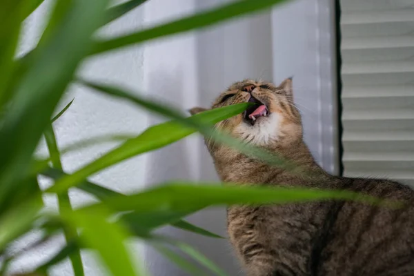 Cute Brown Cat Eating Green Plant Leaves — Stock Photo, Image