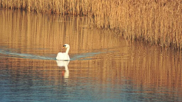 Прекрасный Лебедь Купающийся Озере Окруженном Сухими Растениями — стоковое фото