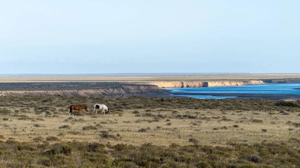 Paesaggio Erboso Costiero Con Due Cavalli Selvatici Pascolo — Foto Stock