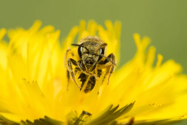 Shallow Focus Shot Honeybee Collecting Nectar Yellow Dandelion Rear View — Stock Photo, Image