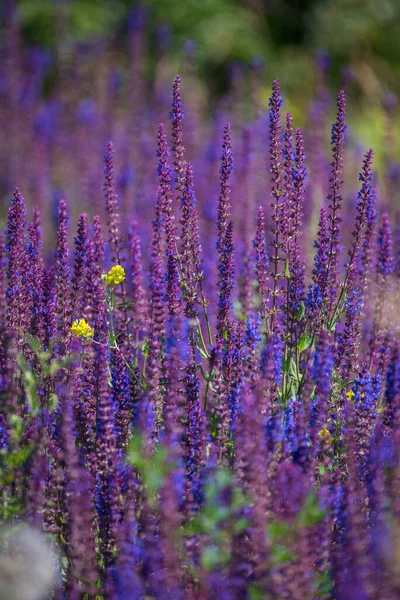 Une Mise Point Sélective Fleurs Lavande Pourpre Fleurissant Dans Champ — Photo