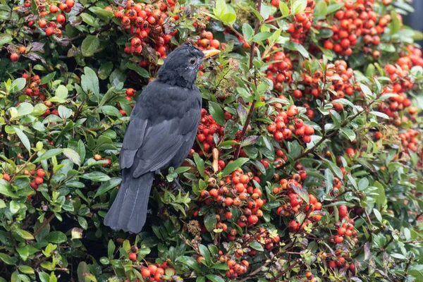 Mirlo Turdus Merula Sentado Arbusto Espino Fuego Pyracantha Con Bayas —  Fotos de Stock