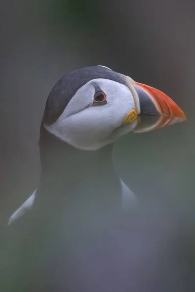 Vertical Shot Funny Cute Puffin Blurry Effect — Stock Photo, Image