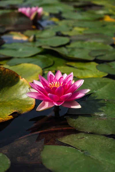Vertical Shot Beautiful Pink Water Lily Flower Nymphaeaceae Pond Iasi — Stock Photo, Image