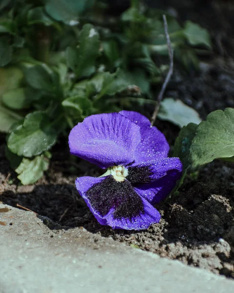 Disparo Vertical Pansy Silvestre Floreciendo Bosque Lasi Rumania — Foto de Stock