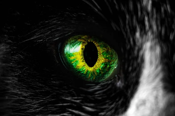 Siyah Bir Kedinin Yeşil Gözünün Yakın Çekimi — Stok fotoğraf