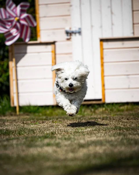 Egy Kép Aranyos Kutyáról Ahogy Kamera Felé Fut — Stock Fotó