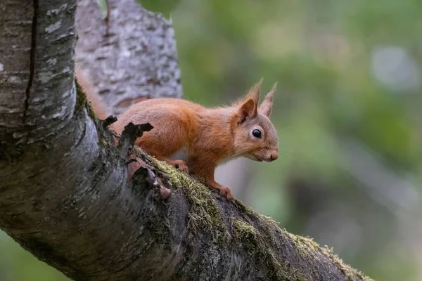 Śmieszna Czerwona Wiewiórka Gałęzi Drzewa Swoim Naturalnym Środowisku — Zdjęcie stockowe