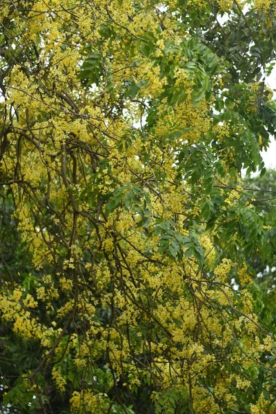 Vertical Shot Kanikkonnappoo Tree Yellow Flowers — Stock Photo, Image