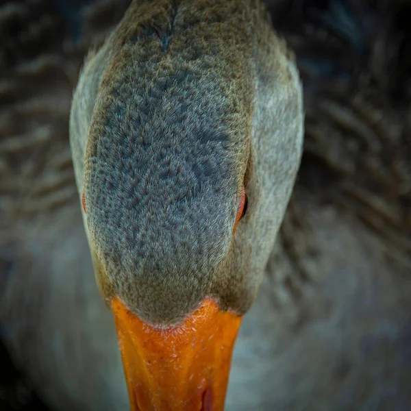 Nad Hlavou Husy Rozmazaným Tělem Pozadí — Stock fotografie