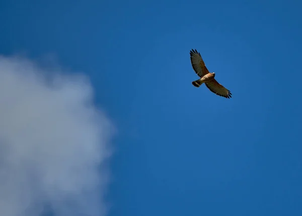 Seekor Burung Terbang Melawan Latar Belakang Langit Biru — Stok Foto