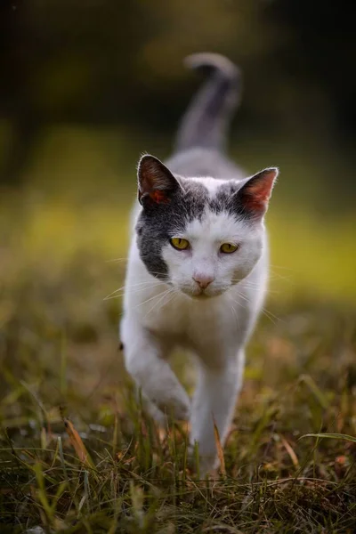 Selektiv Fokusbild Katt Som Går Fält — Stockfoto