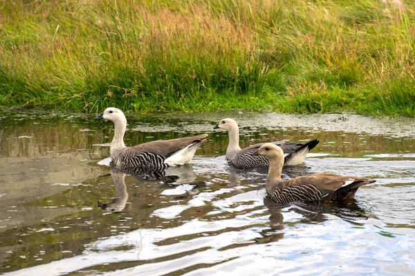 Die Gänse Schwimmen Auf Dem Teich — Stockfoto