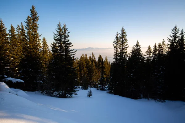 Piękne Sosny Śnieżna Góra — Zdjęcie stockowe