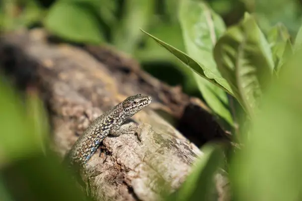 Lagarto Parede Comum Que Banha Sol Galho Árvore Caído — Fotografia de Stock