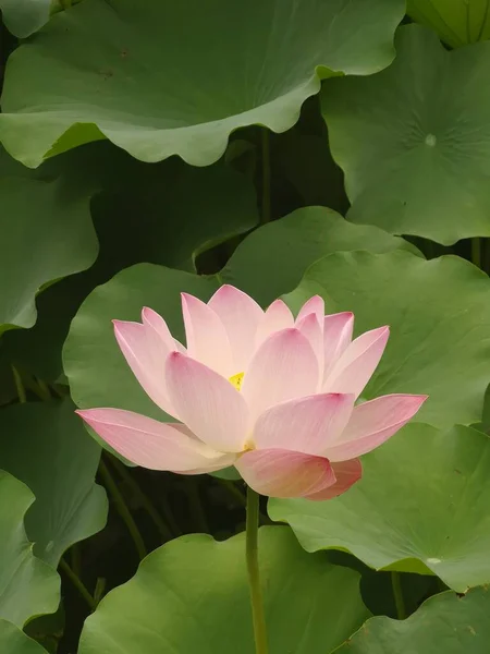 Ένα Κοντινό Πλάνο Ενός Άνθους Nelumbo Nucifera Ροζ Λουλούδι Πράσινα — Φωτογραφία Αρχείου