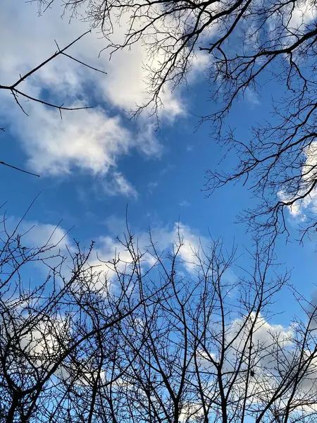 Colpo Verticale Del Cielo Con Nuvole Dalla Cornice Alberi Senza — Foto Stock