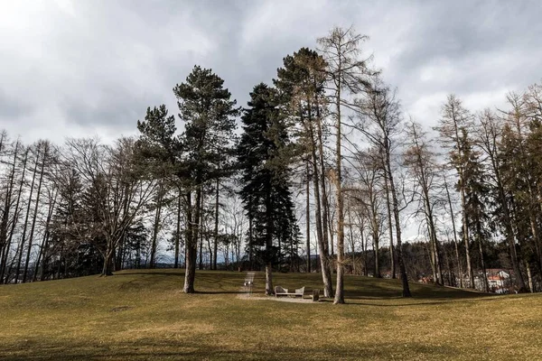 Egy Park Magas Fákkal Szürke Felhős Égbolton Dél Tirolban — Stock Fotó