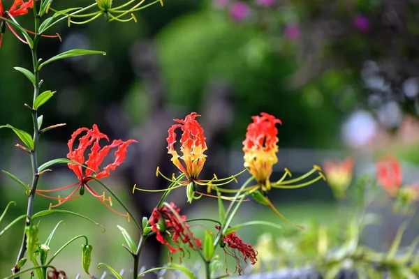 A shallow focus of Flame lily colorful flowers with blurred garden background