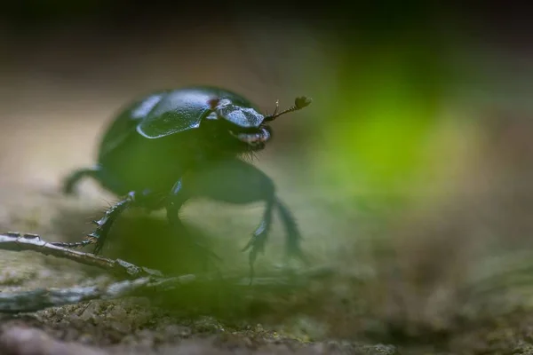 Selektivní Zaměření Geotrupu Stercorarius Rozmazaném Povrchu — Stock fotografie