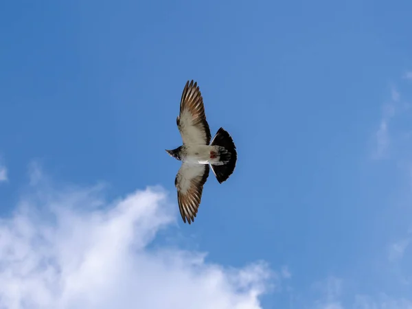 Plan Rapproché Oiseau Volant Ciel Lasi Roumanie — Photo