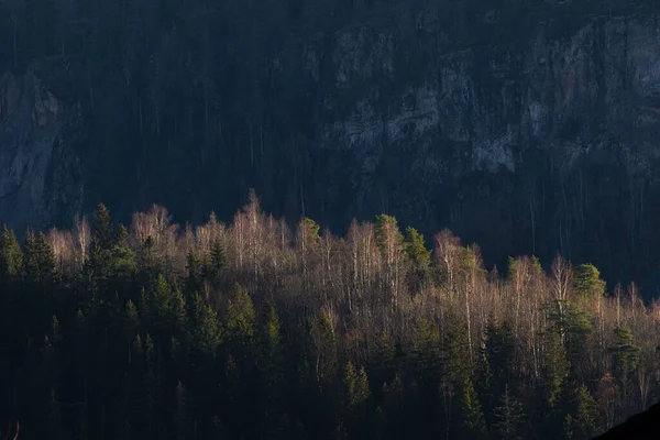 Vacker Bild Skog Kvällen Vintern — Stockfoto