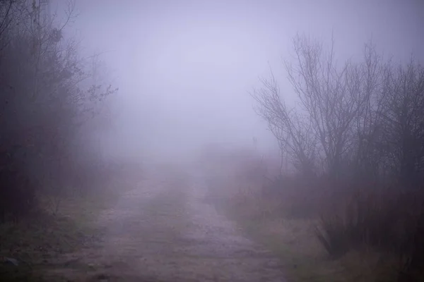 霧の森の秋の木々に囲まれた道 — ストック写真