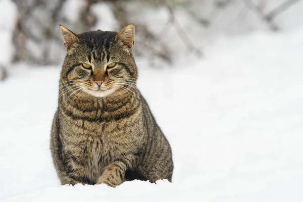 Retrato Gato Nieve — Foto de Stock