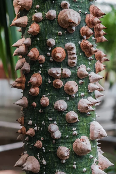 Vertical Closeup Prickles Floss Silk Tree Ceiba Speciosa Botanical Garden — Stock Photo, Image