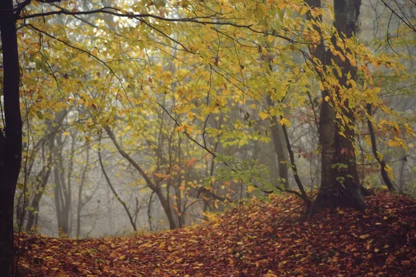 Bellissimo Paesaggio Alberi Autunnali Una Foresta Nebbiosa — Foto Stock