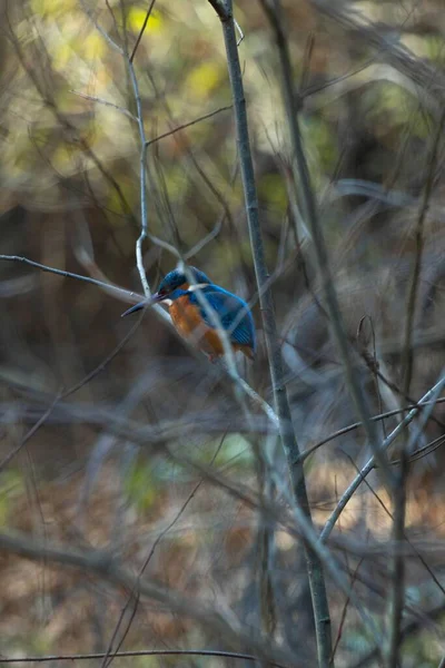 Ένα Κοντινό Πλάνο Ενός Κοινού Kingfisher Ορνιθώνα Φυλλώδη Κλαδί Φυτό — Φωτογραφία Αρχείου