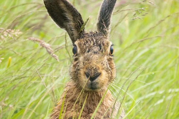 Funny Portrait Brown Hare Grazing Grass Field — Stock Photo, Image
