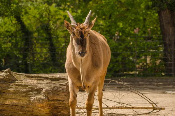 Une Journée Été Lumineuse Campagne Avec Eland Commun Promenant Autour — Photo