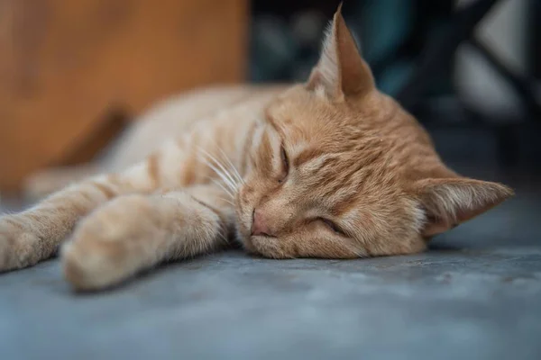 Egy Közeli Felvétel Egy Vörös Macskáról Amint Földön Alszik — Stock Fotó