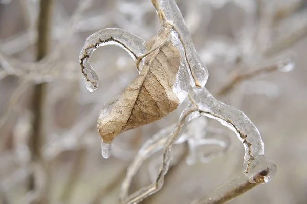 Вибірковий Фокус Листочку Дуба Таненням Льоду Після Міссурі Зимовий День — стокове фото