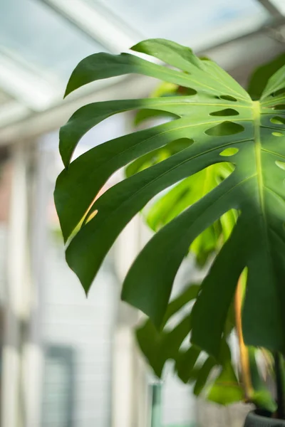 Een Verticaal Shot Van Groene Plant Laat Een Appartement Een — Stockfoto